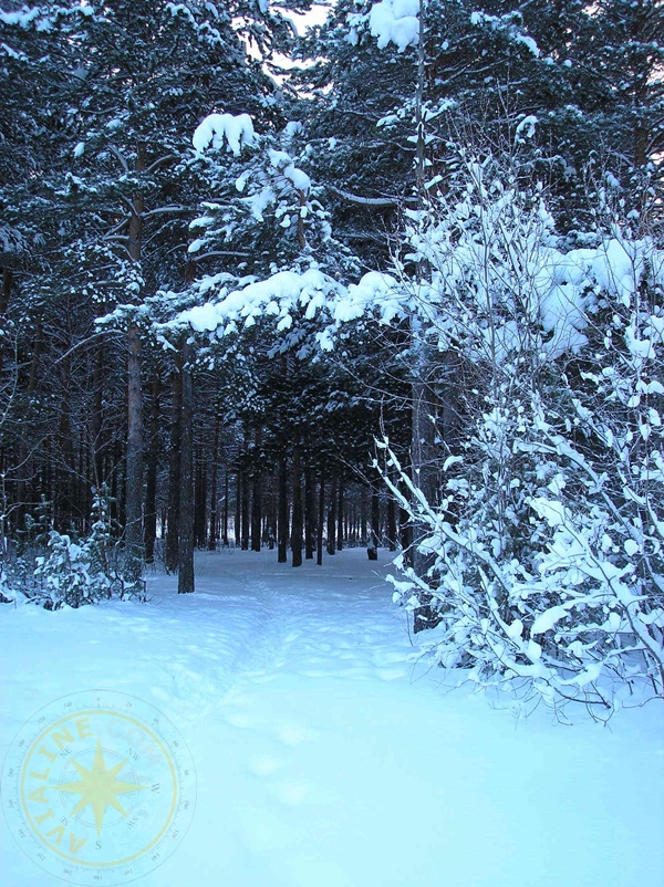 Зимний пейзаж - лесной массив парка 