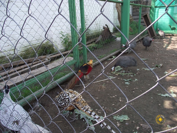 Птичий дворик с фазанами - монастырь - Муром