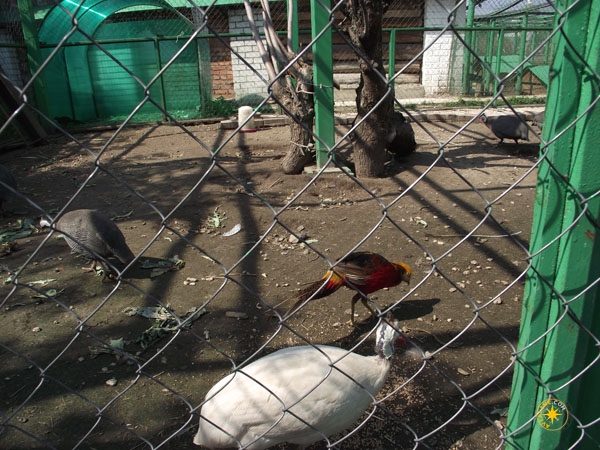 Спасо - Преображенский мужской монастырь - Муром - птичий дворик с фазанами