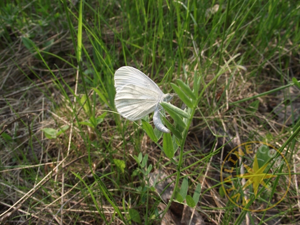 Бабочки изумительные создания природы