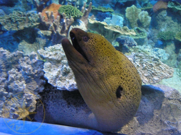Мурена в аквариуме Сочинского океанариума